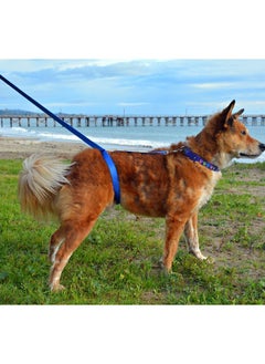 Plan A Dog Training Leash, Dog Leash Puppy Long Nylon Dog Leash for Training, Camping, Behavior Improvement, Recall for Small Medium Large Dogs - Blue  - Image 2