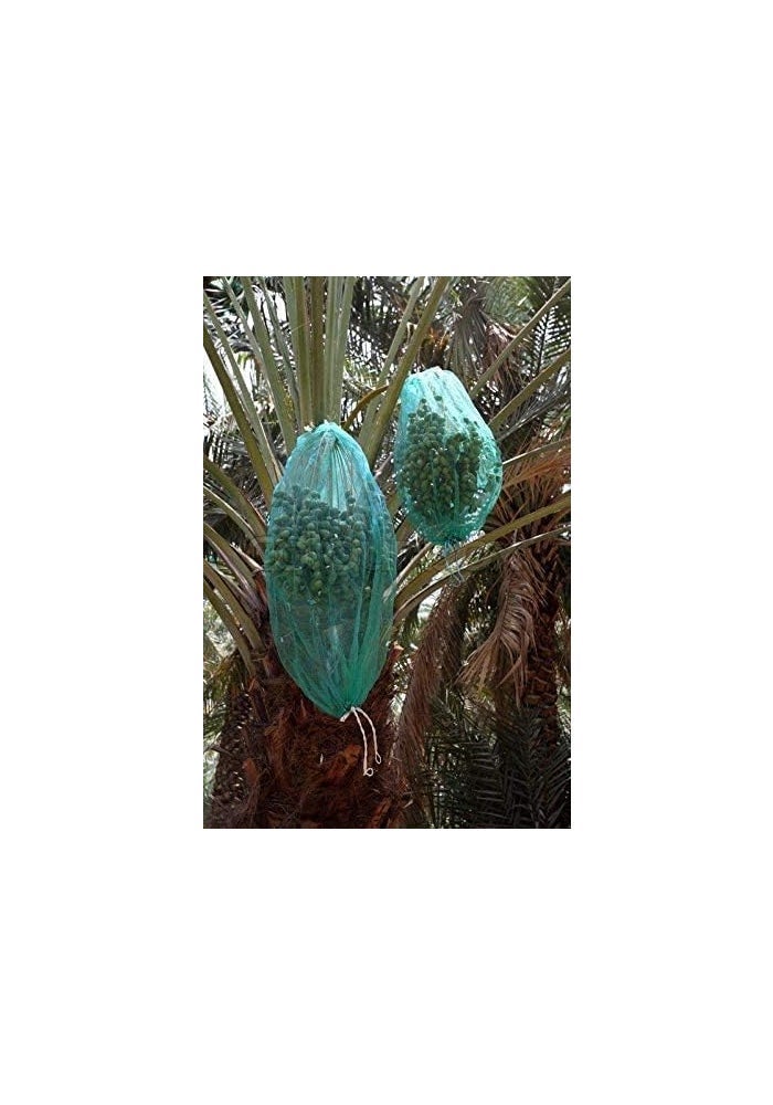 Mono Date Palm Tree Net Bag PE Mesh Date Bag - 25pcs (85cm x 70cm) for Garden Care - Image 2