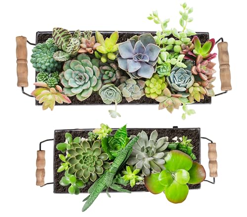 ShabbyDecor وعاء نباتات عصارية معدني مجلفن من شابي ديكور - مجموعة من 2 - Image 5