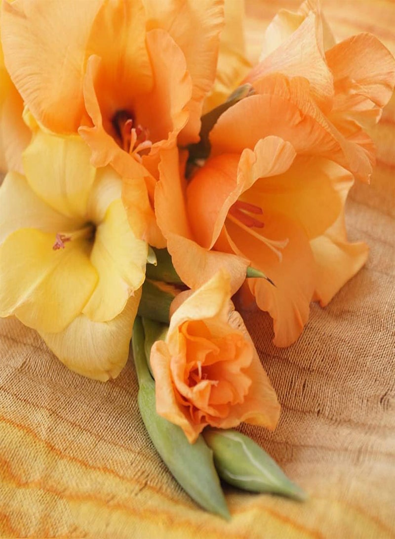 GGOOT 10pcs Mixed Gladiolus seeds Garden Perennial Special and Spectacular Cut Flowers Beautiful Flower Beautiful Garden Selection Flowers Light Fragrance - Image 2