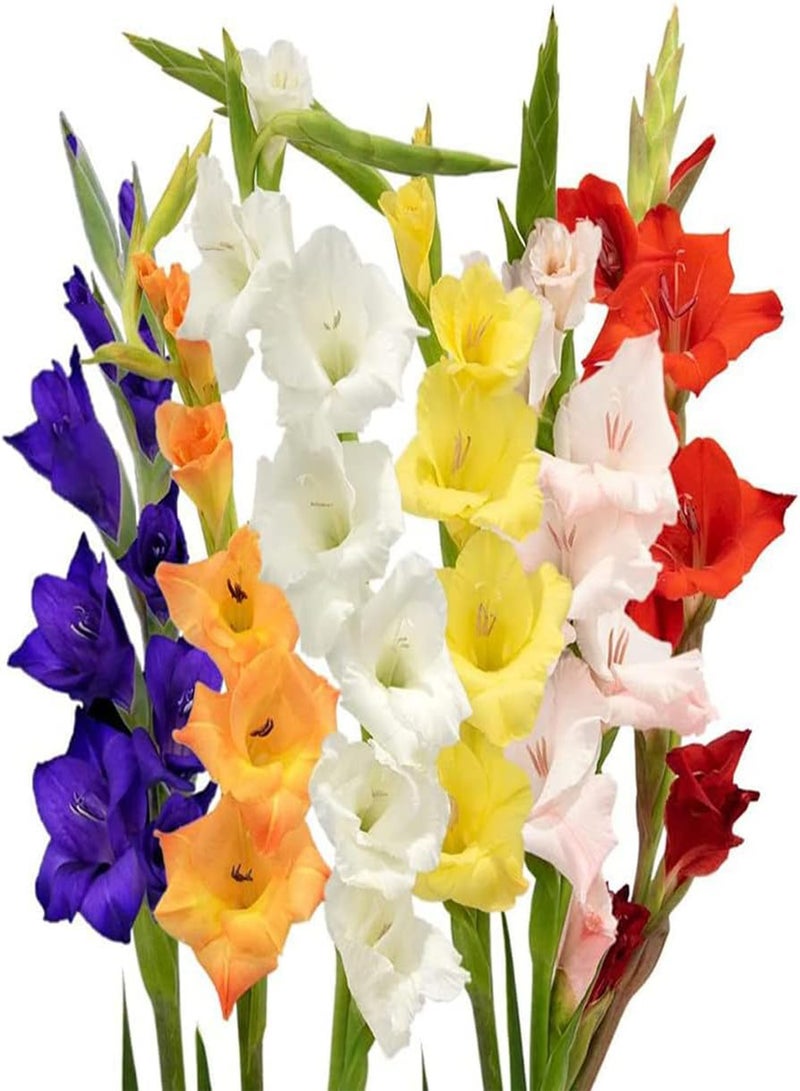 GGOOT 10pcs Mixed Gladiolus seeds Garden Perennial Special and Spectacular Cut Flowers Beautiful Flower Beautiful Garden Selection Flowers Light Fragrance - Image 1