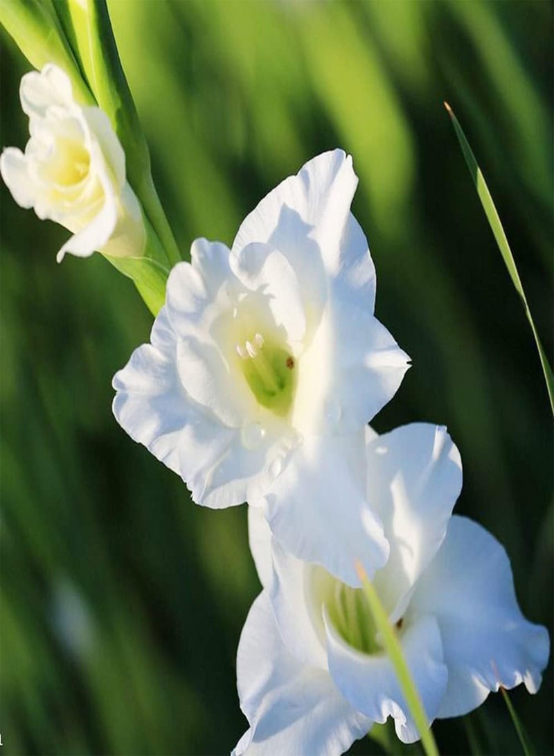 GGOOT 10pcs Mixed Gladiolus seeds Garden Perennial Special and Spectacular Cut Flowers Beautiful Flower Beautiful Garden Selection Flowers Light Fragrance - Image 3