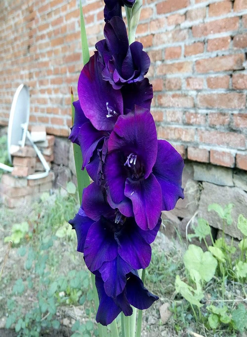 GGOOT 10pcs Mixed Gladiolus seeds Garden Perennial Special and Spectacular Cut Flowers Beautiful Flower Beautiful Garden Selection Flowers Light Fragrance - Image 5