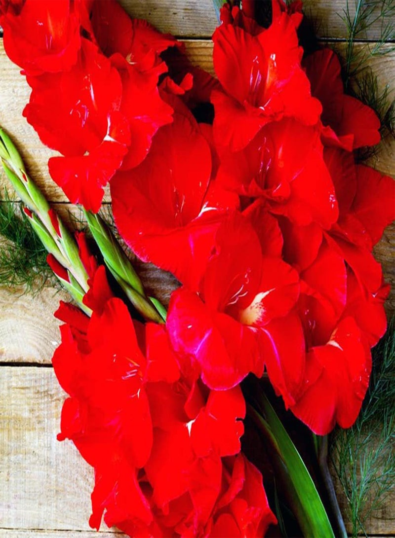 GGOOT 10pcs Mixed Gladiolus seeds Garden Perennial Special and Spectacular Cut Flowers Beautiful Flower Beautiful Garden Selection Flowers Light Fragrance - Image 4