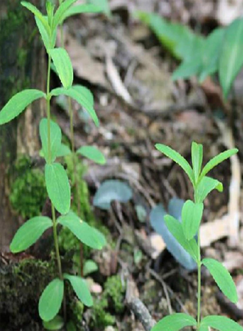 جي جوت بذور نباتات الزهور الخضراء للحديقة، 50 قطعة، بذور نباتات الزينة لحوض السمك، عشب مائي، سلحفاة، ديكور حوض السمك - Image 4
