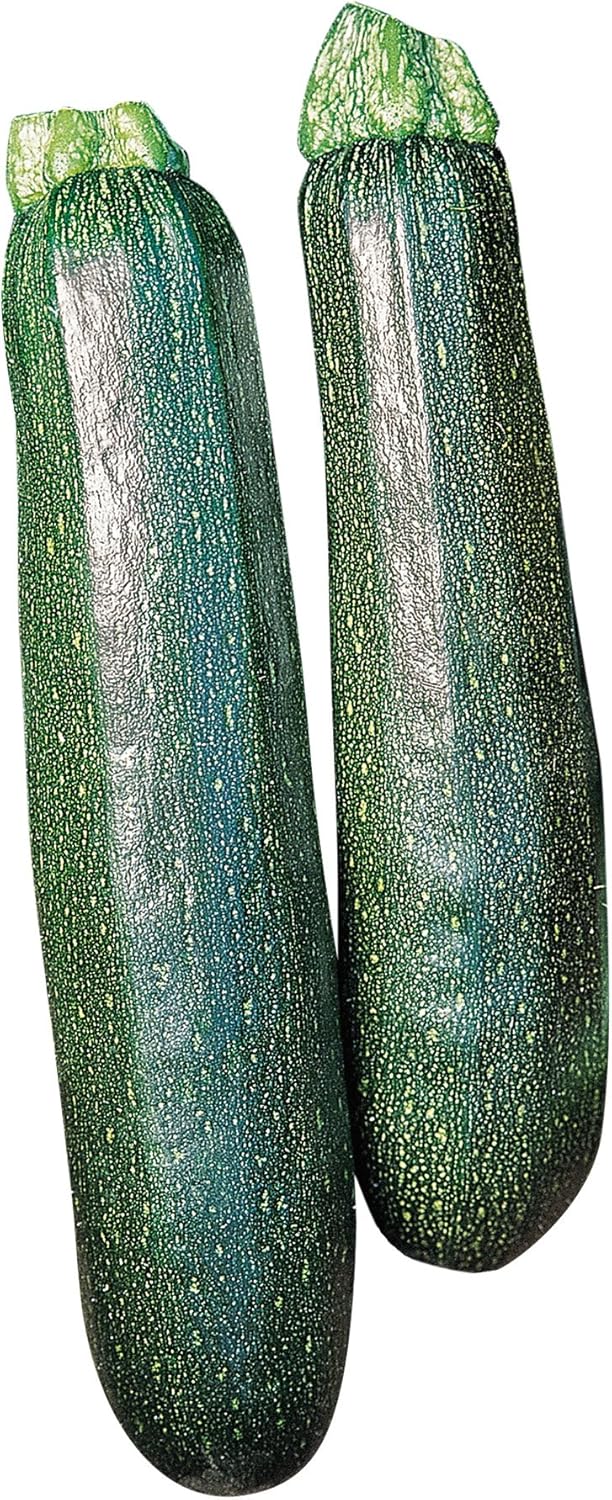 Burpee Sure Thing Zucchini Summer Squash Seeds 25 seeds - Image 1