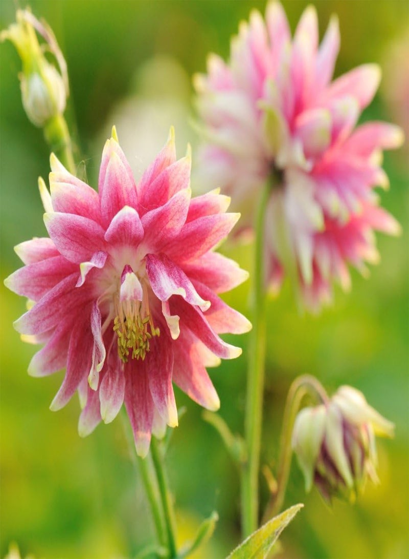 GGOOT Columbine Nora Barlow Aquilegia vulgaris fl.pl. - - Image 2