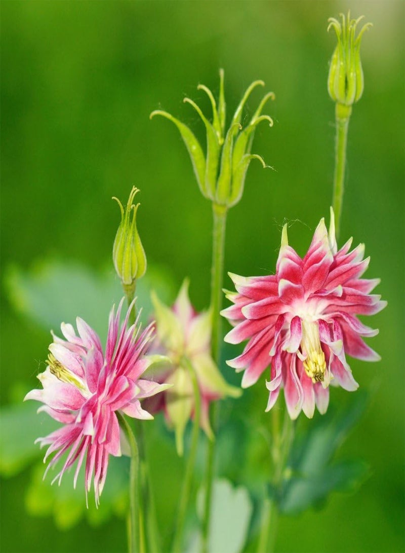 GGOOT Columbine Nora Barlow Aquilegia vulgaris fl.pl. - - Image 4