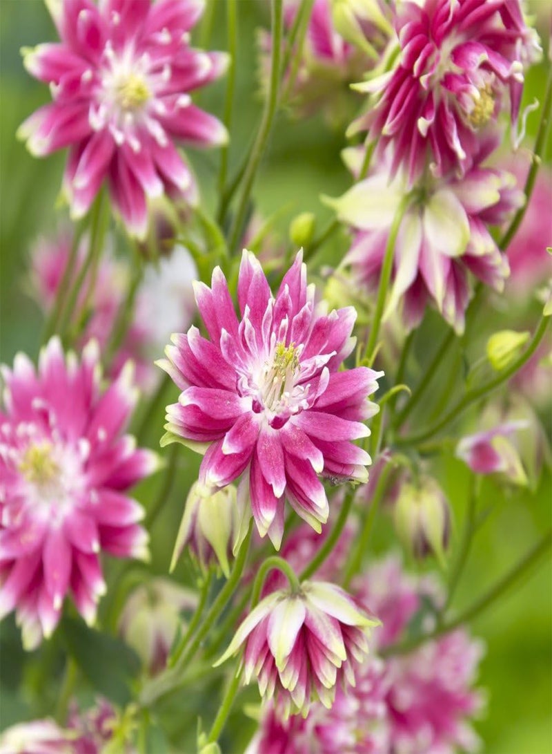 GGOOT Columbine Nora Barlow Aquilegia vulgaris fl.pl. - - Image 1