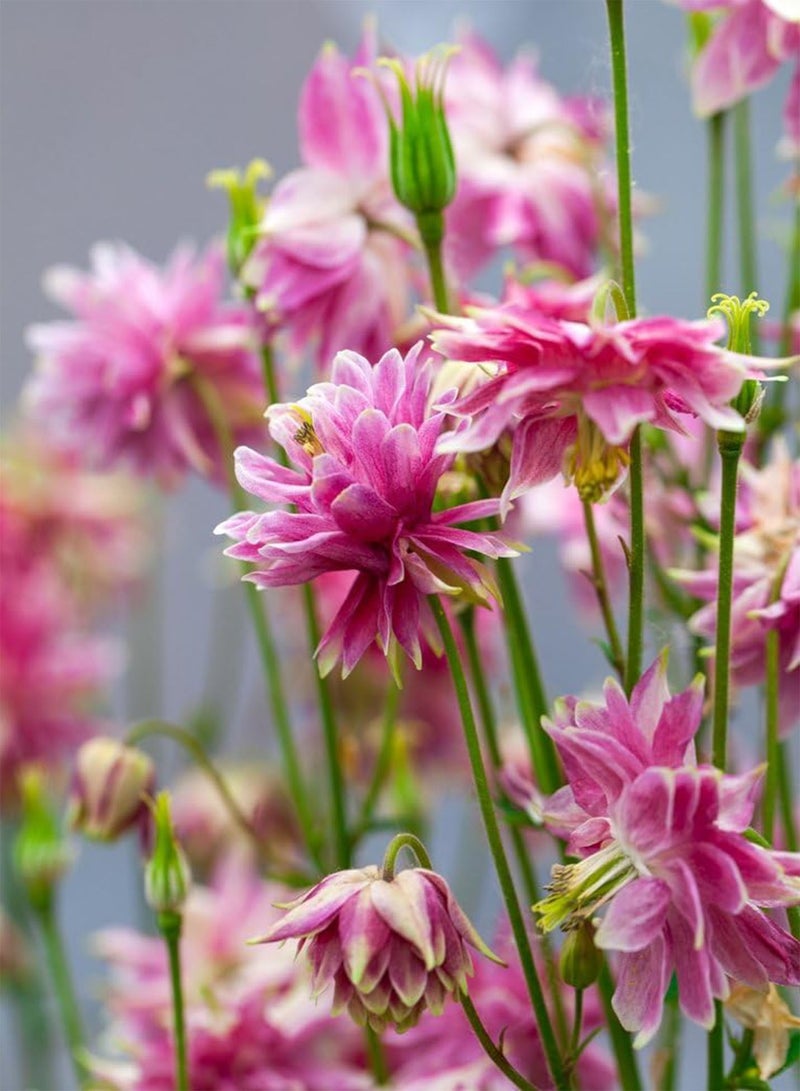 GGOOT Columbine Nora Barlow Aquilegia vulgaris fl.pl. - - Image 3