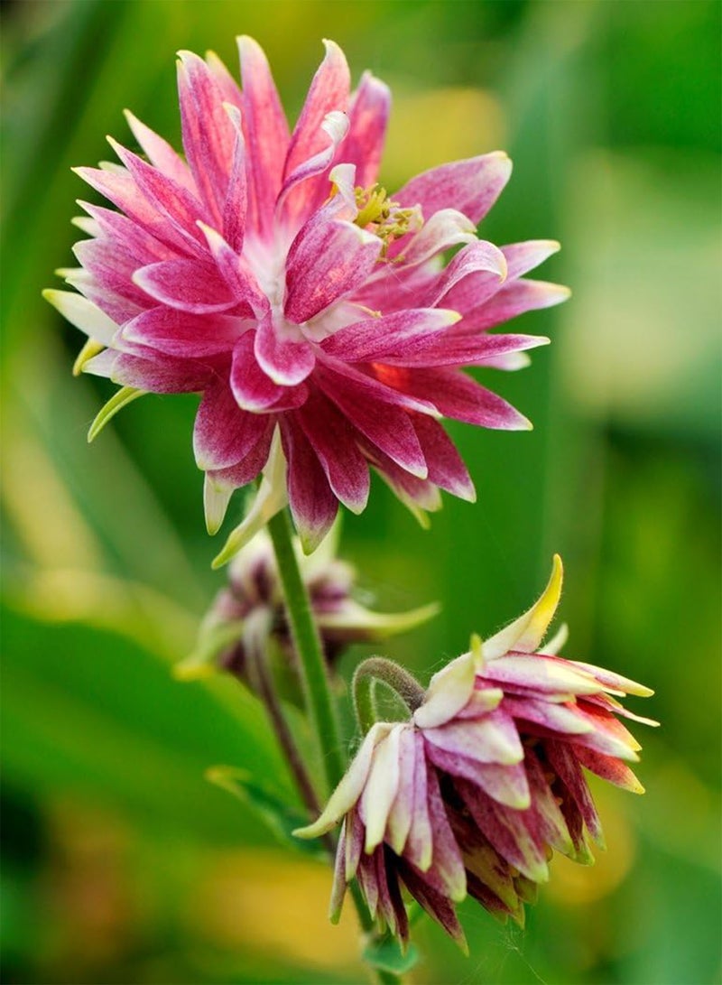 GGOOT Columbine Nora Barlow Aquilegia vulgaris fl.pl. - - Image 5