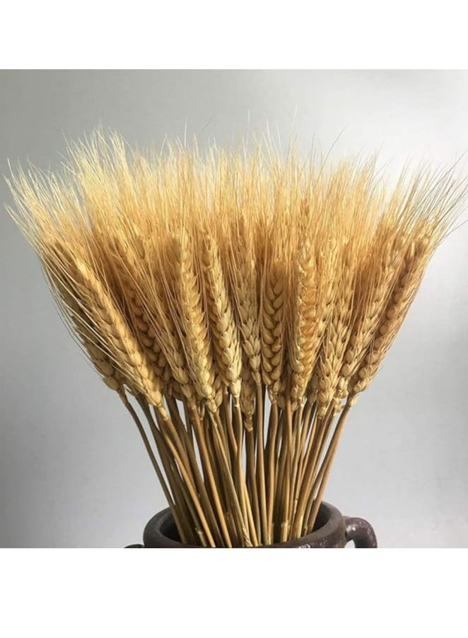 DUNISO 100 Fall Stems Dried Wheat Stalks Dried, Natural Ear of Wheat Grain Flowers for Home Dining Table Flower Arrangement Art Wedding Decoration - Image 2