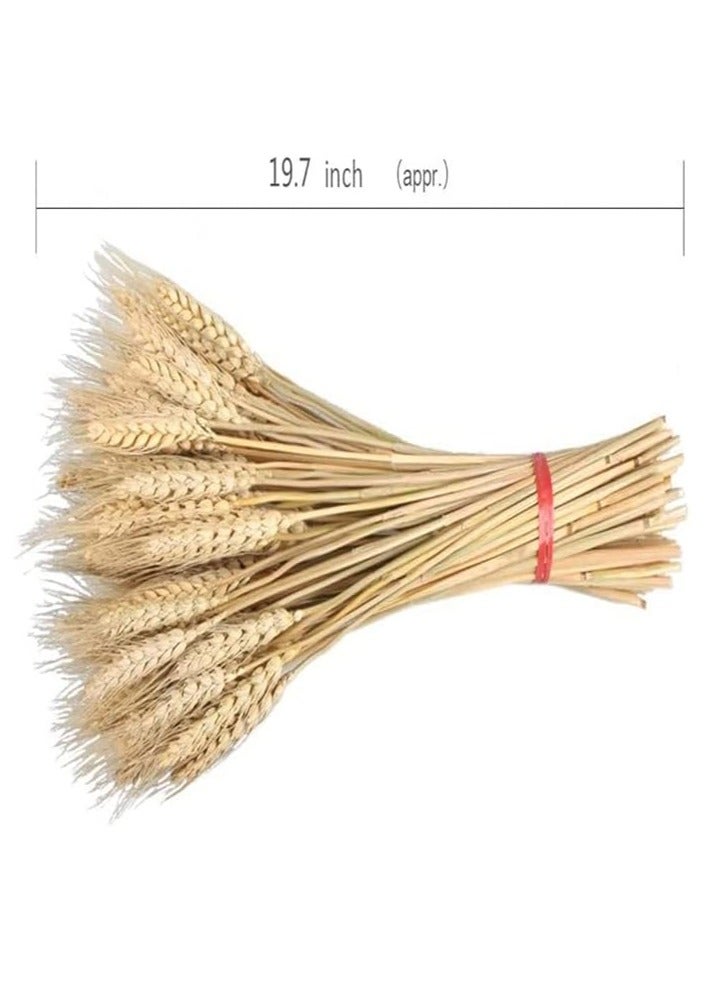 DUNISO 100 Fall Stems Dried Wheat Stalks Dried, Natural Ear of Wheat Grain Flowers for Home Dining Table Flower Arrangement Art Wedding Decoration - Image 3