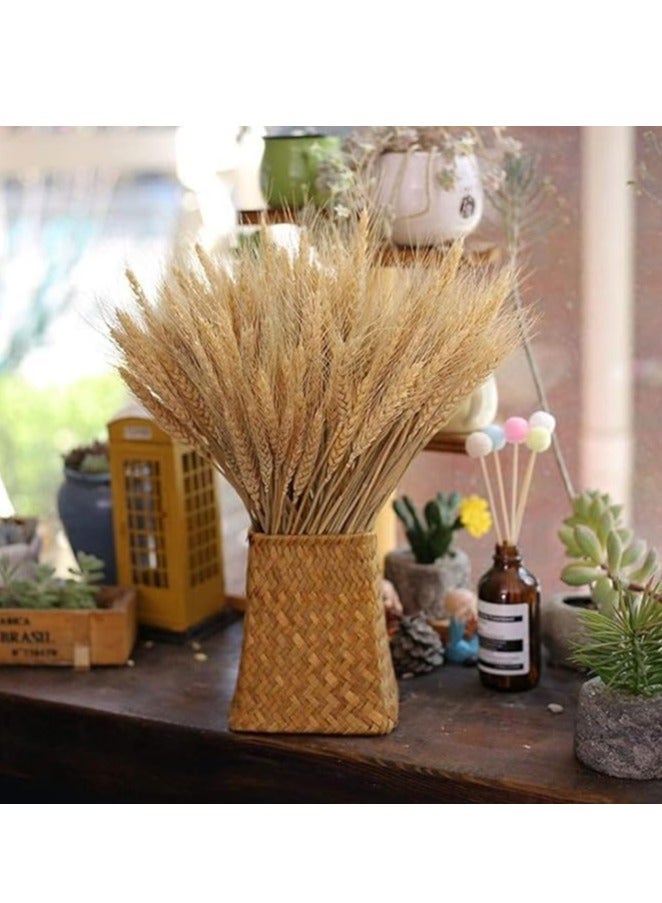 DUNISO 100 Fall Stems Dried Wheat Stalks Dried, Natural Ear of Wheat Grain Flowers for Home Dining Table Flower Arrangement Art Wedding Decoration - Image 1