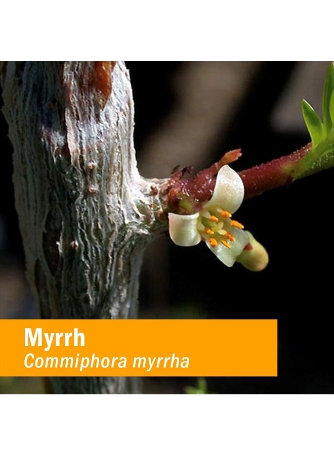 HERB PHARM Myrrh Liquid Extract for Immune System Support - 1 Ounce (DMYRR01) - Image 2