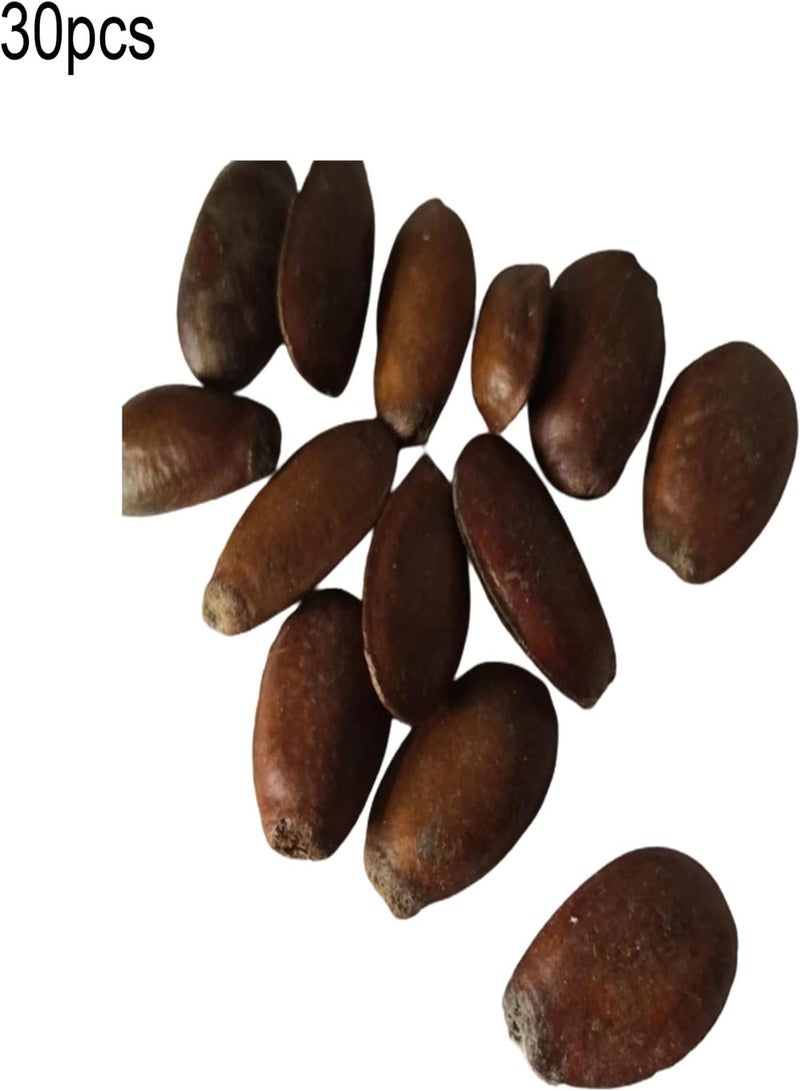 جي جوت 30/60 قطعة من بذور أنونا موريكاتا، نبات بونساي فاكهة غوانابانا للحديقة أو الفناء أو في الهواء الطلق، بذور أنونا موريكاتا 30 قطعة - Image 3