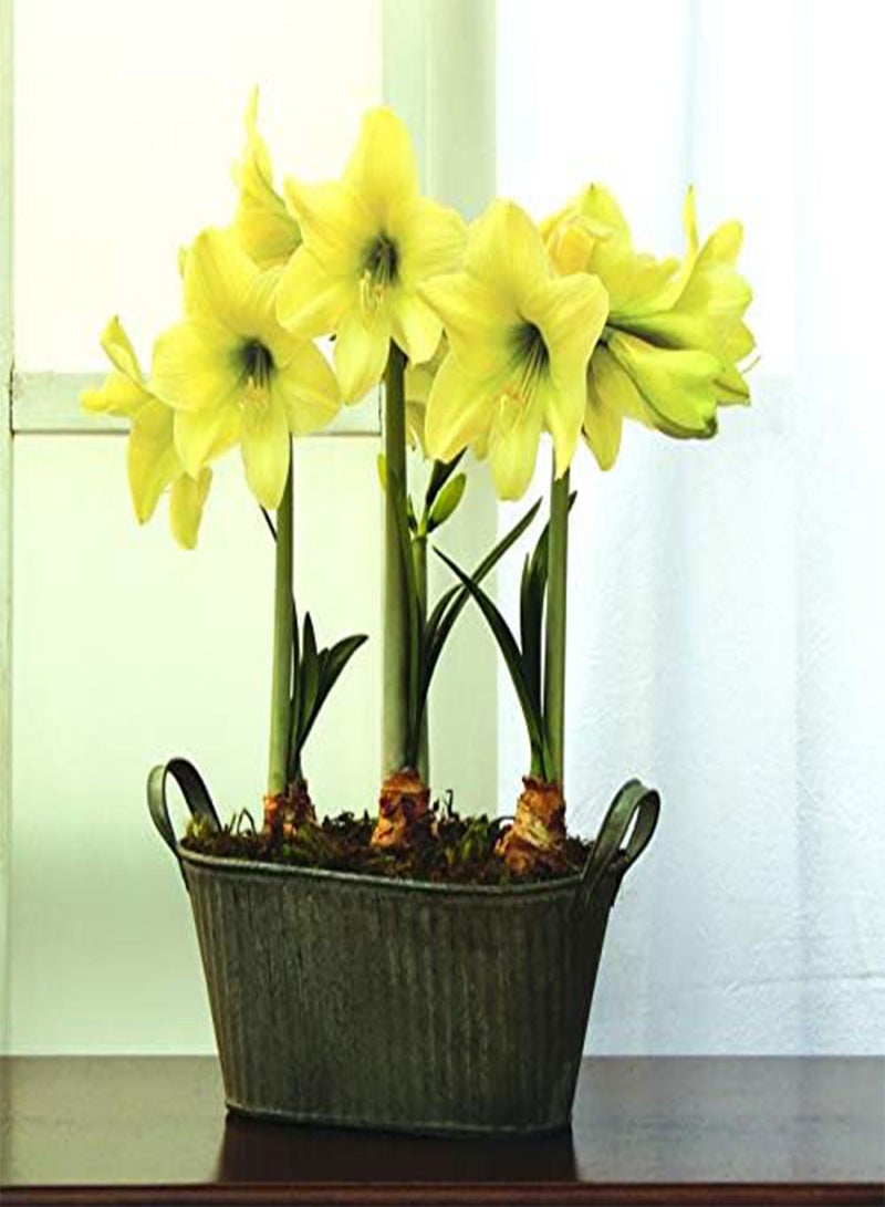 GGOOT seeds Fresh 2 pcs Amaryllis Flower seeds for Planting Light Yellow