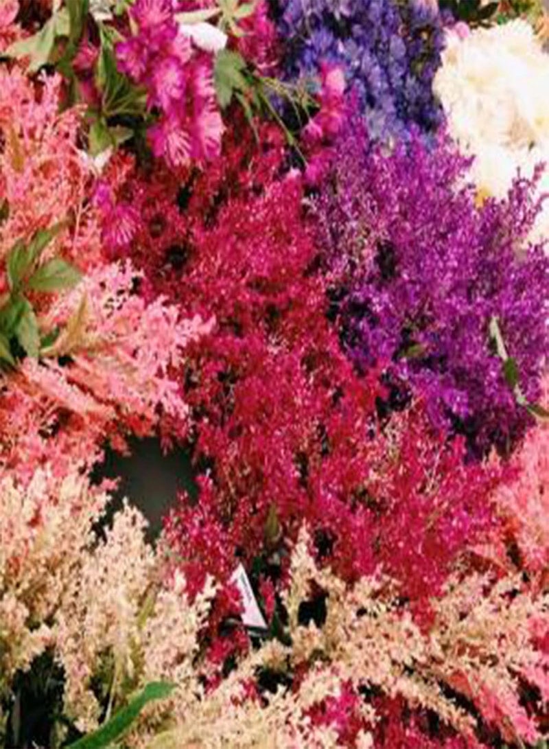GGOOT Plant Seed 50Pcs/Bag Astilbe Seeds Mix Color Full of Vitality Bright Natural Garden Astilbe Seedlings for Bonsai - Astilbe Seeds - Image 3