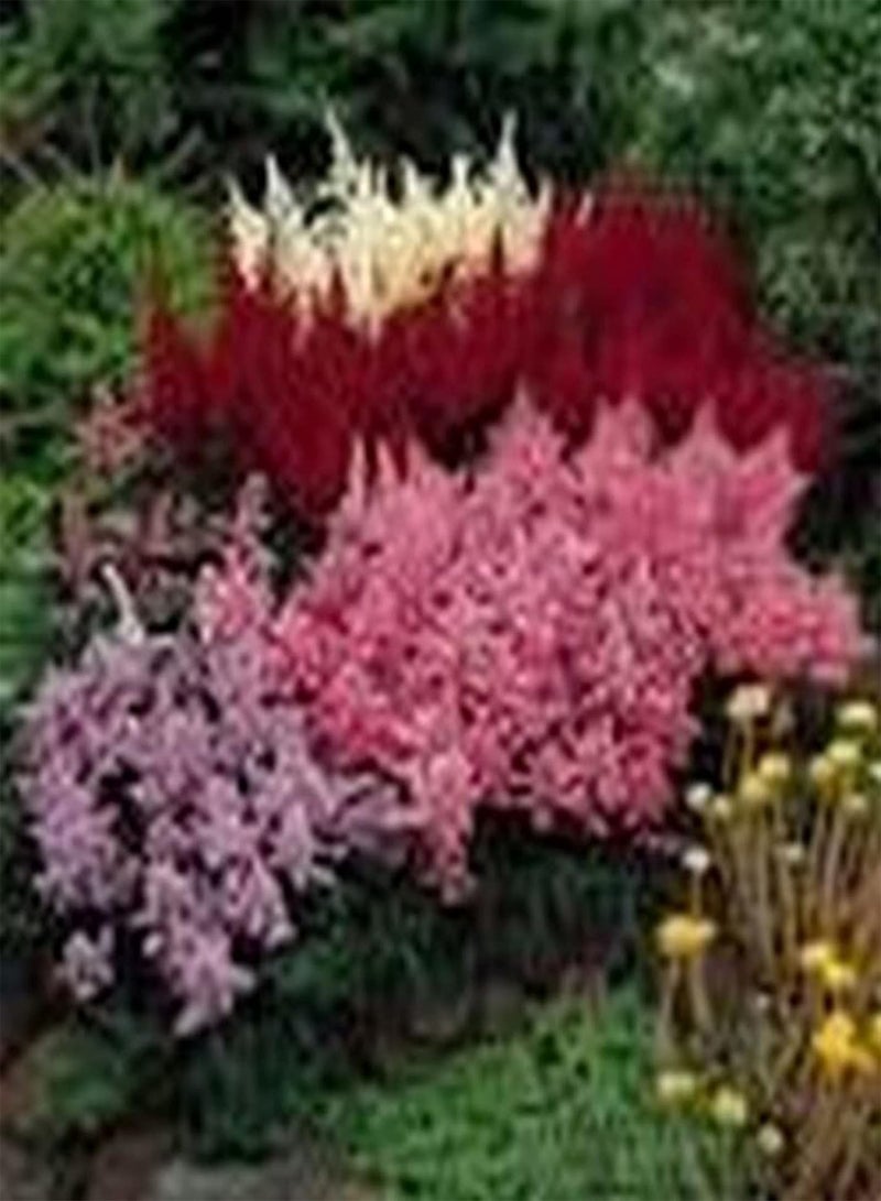 GGOOT Plant Seed 50Pcs/Bag Astilbe Seeds Mix Color Full of Vitality Bright Natural Garden Astilbe Seedlings for Bonsai - Astilbe Seeds - Image 2