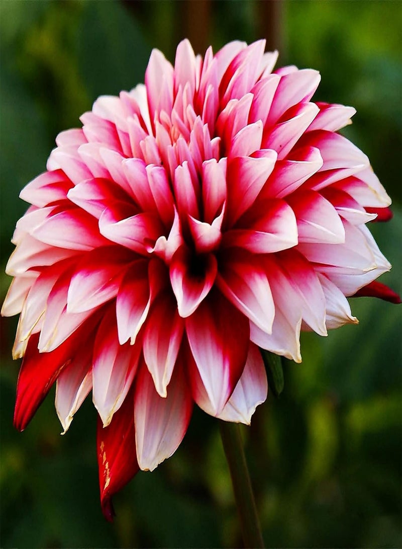 GGOOT Extraordinary Flowers/Long Flowering Period/Dahlia Seeds/Perennial Plants/Can be Planted All Year round-65 PCS,c
