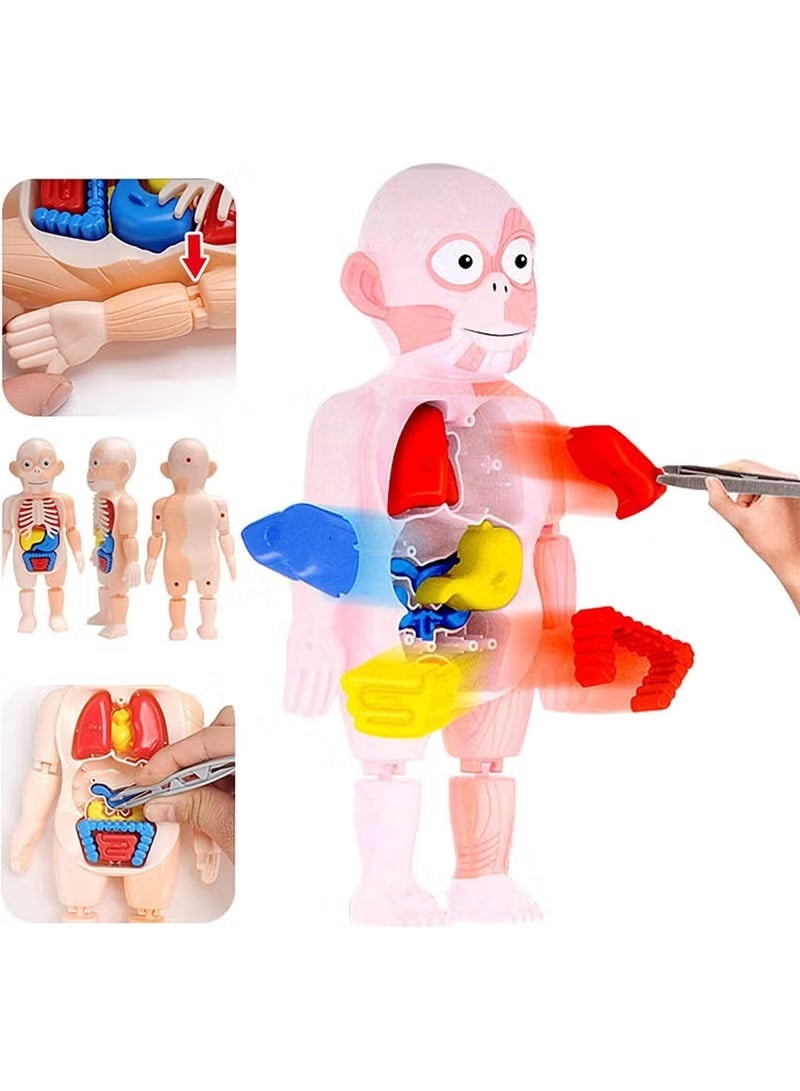 نموذج تشريحي ثلاثي الأبعاد لأعضاء جسم الإنسان من LeeUBestlife، 12 عضوًا بشريًا قابلًا للإزالة، أدوات بصرية للتعلم المنزلي، تجميع ذاتي، أدوات توضيحية لفصول العلوم - Image 2