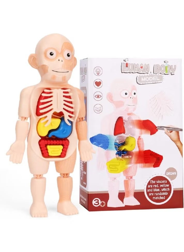 نموذج تشريحي ثلاثي الأبعاد لأعضاء جسم الإنسان من LeeUBestlife، 12 عضوًا بشريًا قابلًا للإزالة، أدوات بصرية للتعلم المنزلي، تجميع ذاتي، أدوات توضيحية لفصول العلوم - Image 3