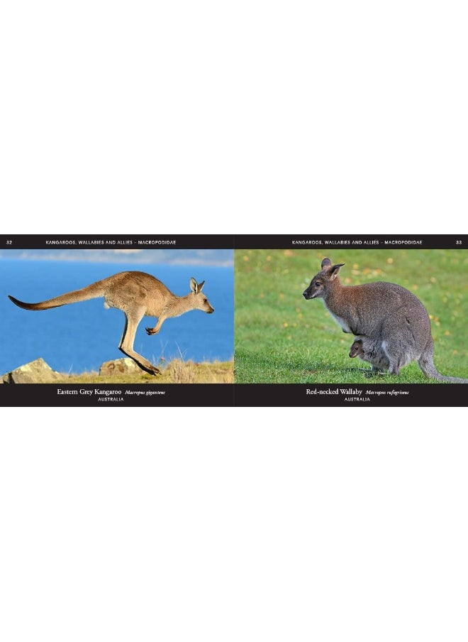 World of Mammals: A stunning photographic celebration of the planet'  - Image 4