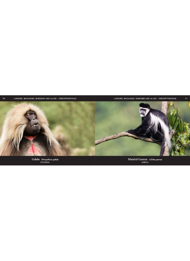World of Mammals: A stunning photographic celebration of the planet'  - Image 3