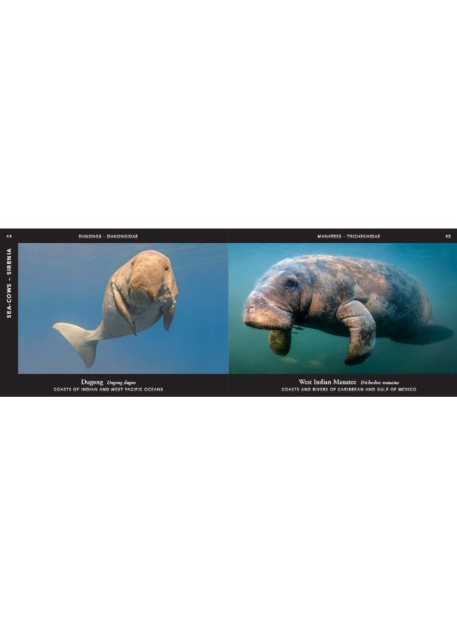 World of Mammals: A stunning photographic celebration of the planet'  - Image 1