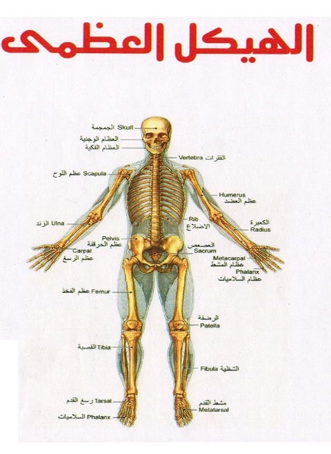 3D Puzzle The Skeleton Small