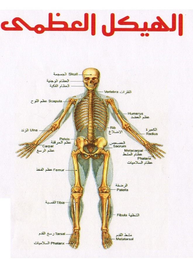 Toys 3D Puzzle The Skeleton Small  - Image 1