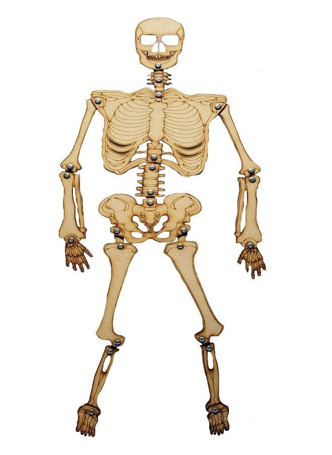 Toys 3D Puzzle The Skeleton Small  - Image 2