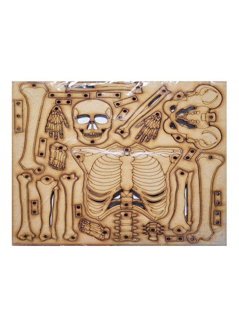 Toys 3D Puzzle The Skeleton Small  - Image 3