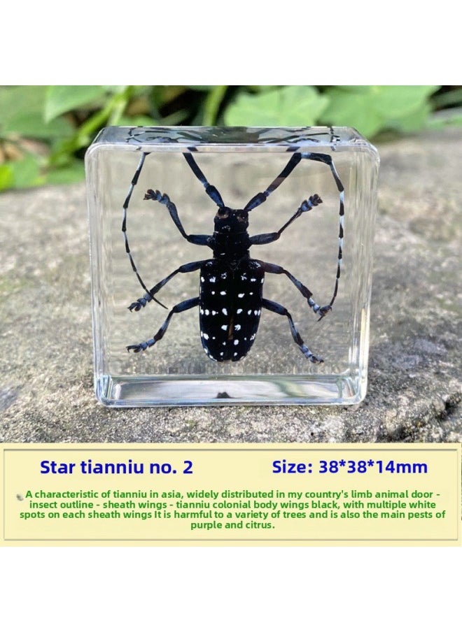 Insect Specimen Real Mono Fairy Amber Scarab Book Town Home Desk Decoration Mantis Spider Scorpion Factory-Color:Star Bull 2  - Image 1