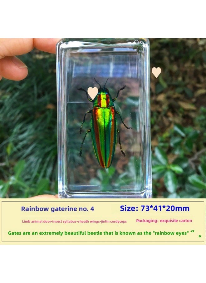 Insect Specimen Real Mono Fairy Amber Scarab Book Town Home Desk Decoration Mantis Spider Scorpion Factory-Color:Star Bull 2  - Image 4