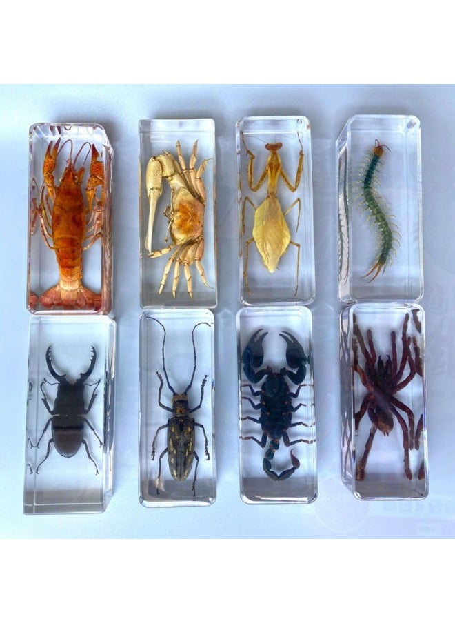 Insect Specimen Real Mono Fairy Amber Scarab Book Town Home Desk Decoration Mantis Spider Scorpion Factory-Color:Star Bull 2  - Image 2