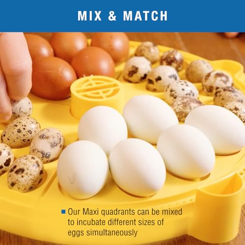 Brinsea Small Egg Quadrant Insert for Maxi Advance Incubator System, Fits 40 Pheasant or Quail-Size Eggs - Image 4