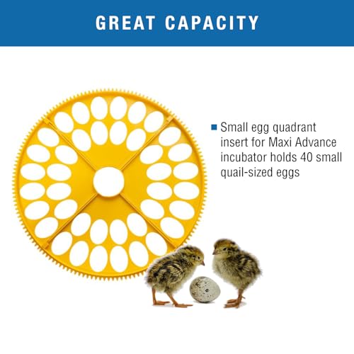 Brinsea Small Egg Quadrant Insert for Maxi Advance Incubator System, Fits 40 Pheasant or Quail-Size Eggs - Image 3