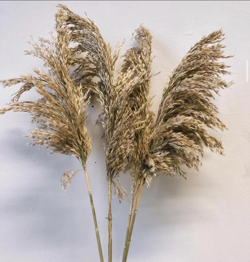Sorcish 6 PCS 100% Natural Fluffy Dried Pampas Grass 6 Small Stick pcs for Small Pot/ Container - Image 2