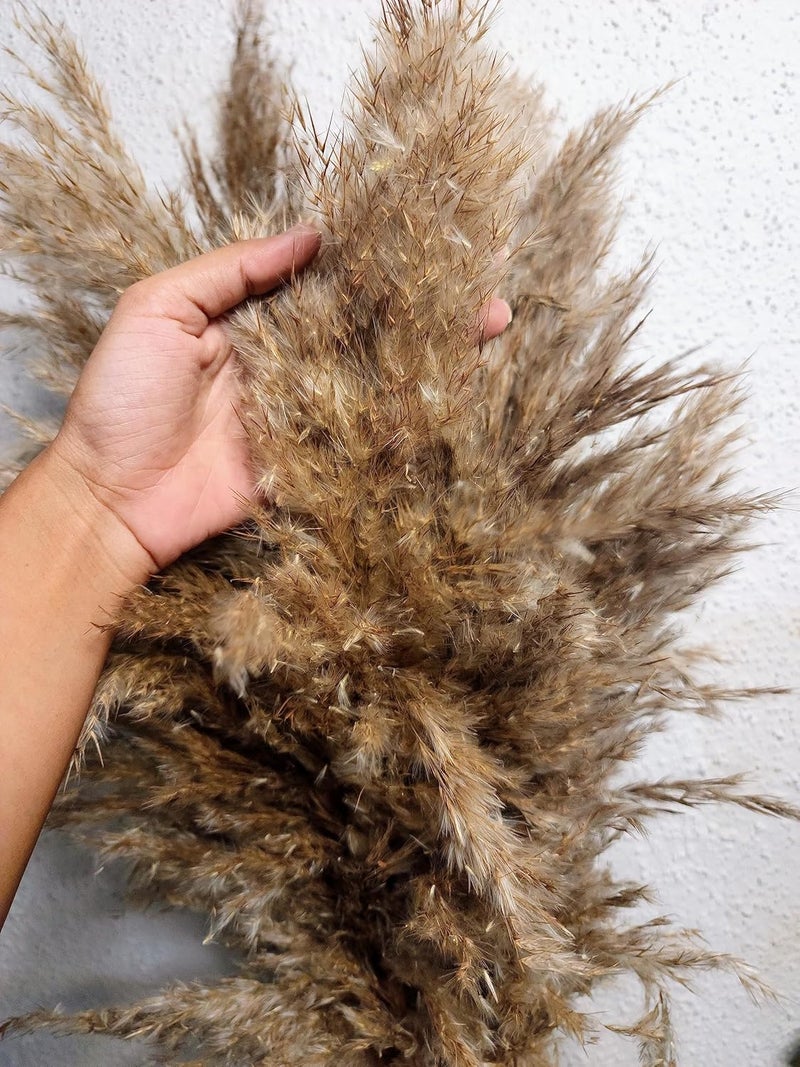 Sorcish 6 PCS 100% Natural Fluffy Dried Pampas Grass 6 Small Stick pcs for Small Pot/ Container - Image 1