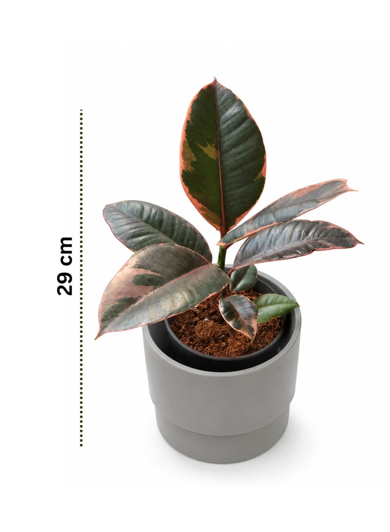 PLANT Ruby Rubber Plant (Ficus elastica 'Ruby') 29 cm Live Indoor Plant | Variegated Pink Rubber Tree Houseplant | Decorative Foliage Plant for Home & Office Decor - Image 2