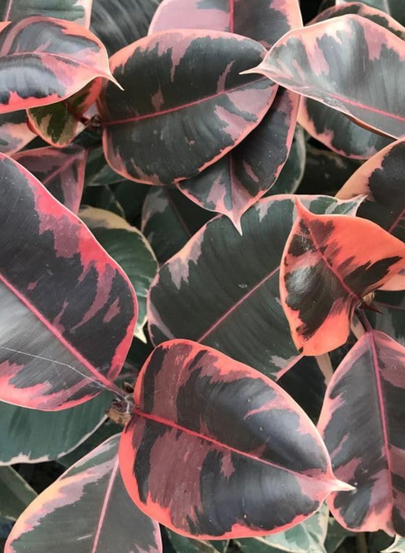 PLANT Ruby Rubber Plant (Ficus elastica 'Ruby') 29 cm Live Indoor Plant | Variegated Pink Rubber Tree Houseplant | Decorative Foliage Plant for Home & Office Decor - Image 4