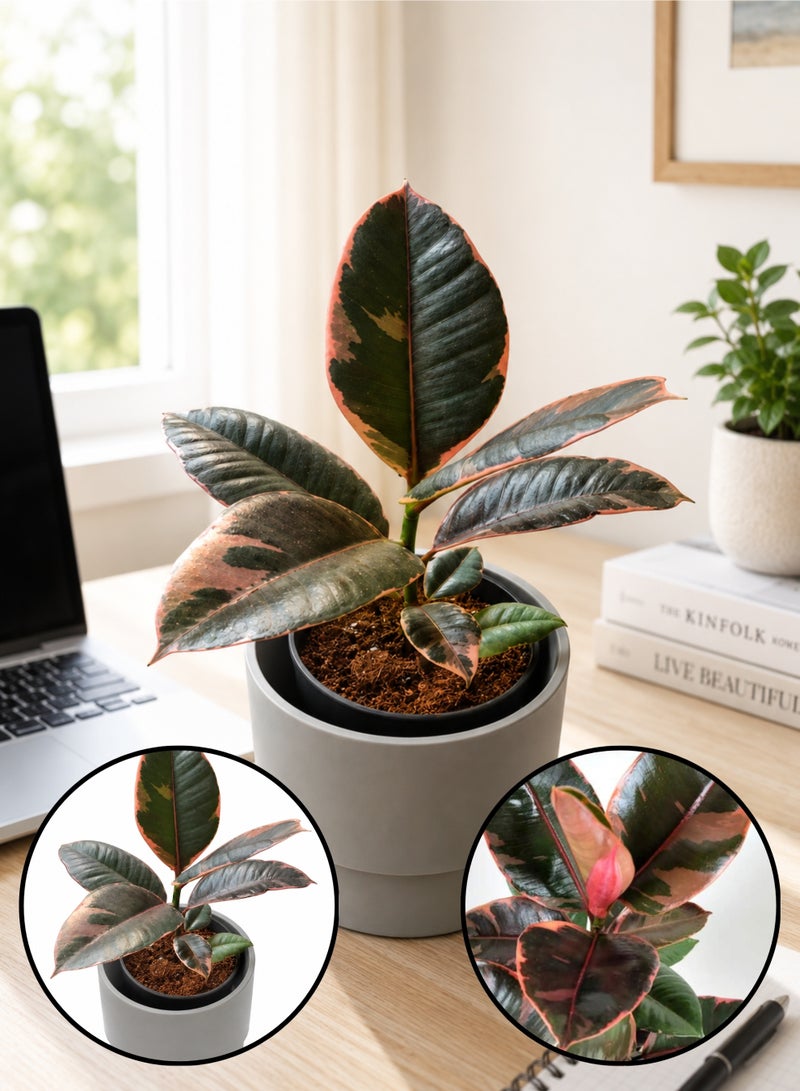 PLANT Ruby Rubber Plant (Ficus elastica 'Ruby') 29 cm Live Indoor Plant | Variegated Pink Rubber Tree Houseplant | Decorative Foliage Plant for Home & Office Decor - Image 1