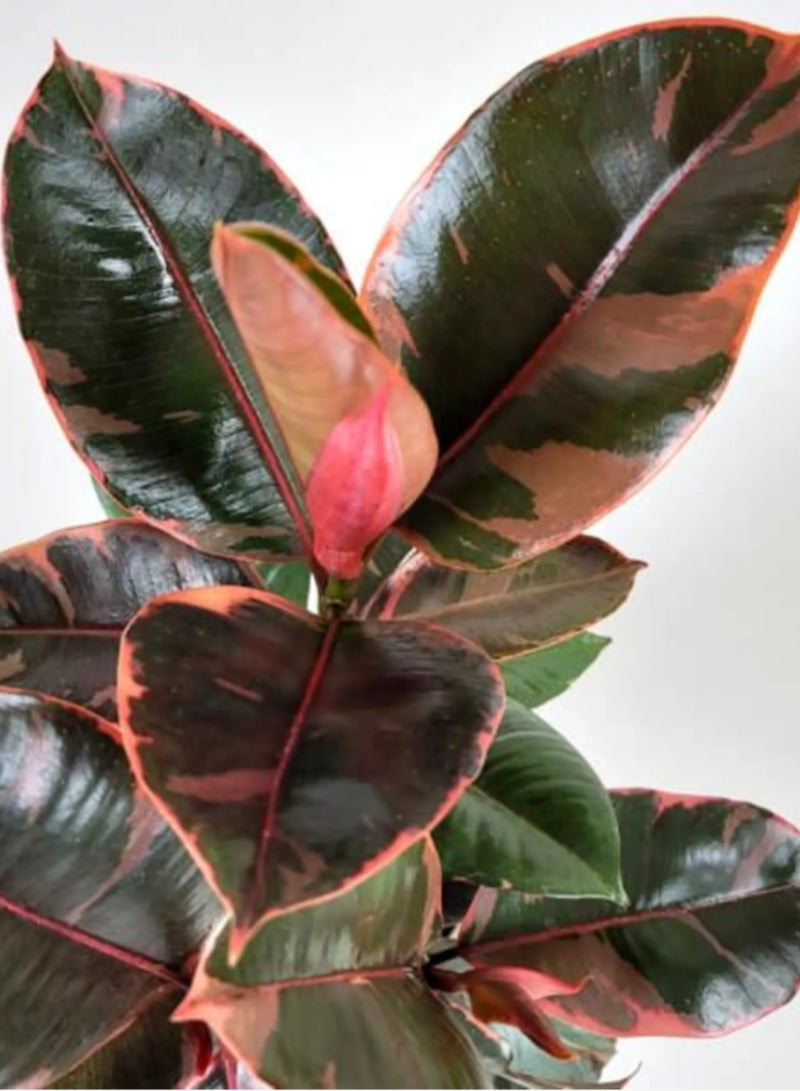 PLANT Ruby Rubber Plant (Ficus elastica 'Ruby') 29 cm Live Indoor Plant | Variegated Pink Rubber Tree Houseplant | Decorative Foliage Plant for Home & Office Decor - Image 3