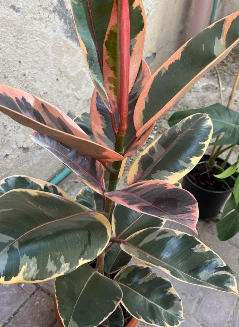PLANT Ruby Rubber Plant (Ficus elastica 'Ruby') 29 cm Live Indoor Plant | Variegated Pink Rubber Tree Houseplant | Decorative Foliage Plant for Home & Office Decor - Image 5