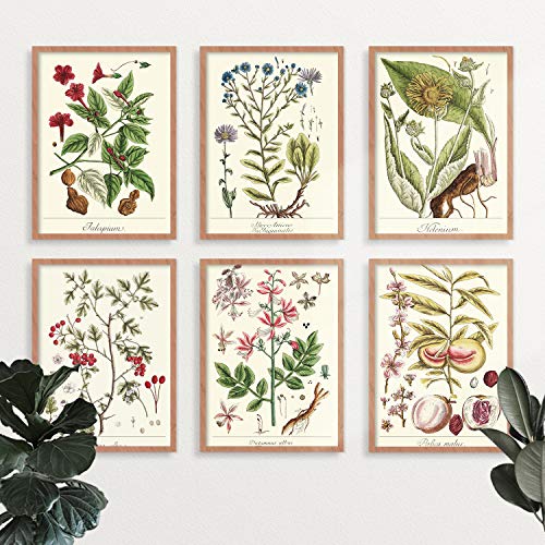 YUMKNOW Farmhouse Vintage Botanical Wall Decor - Unframed Set of 6, 8x10, Boho Cottagecore Plant Leaves Room Decor for Bathroom, Bedroom Art Posters Prints, Aesthetic Flower Pictures Office Kitchen - Image 4