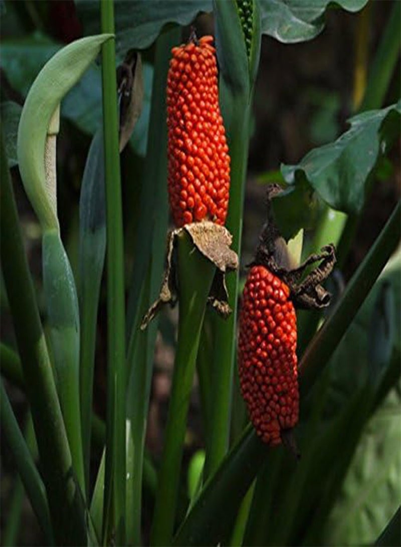 GGOOT Egrow 10 pcs Garden Fruit Seeds Red Fruit Corn Seeds Bonsai Planting - Image 1