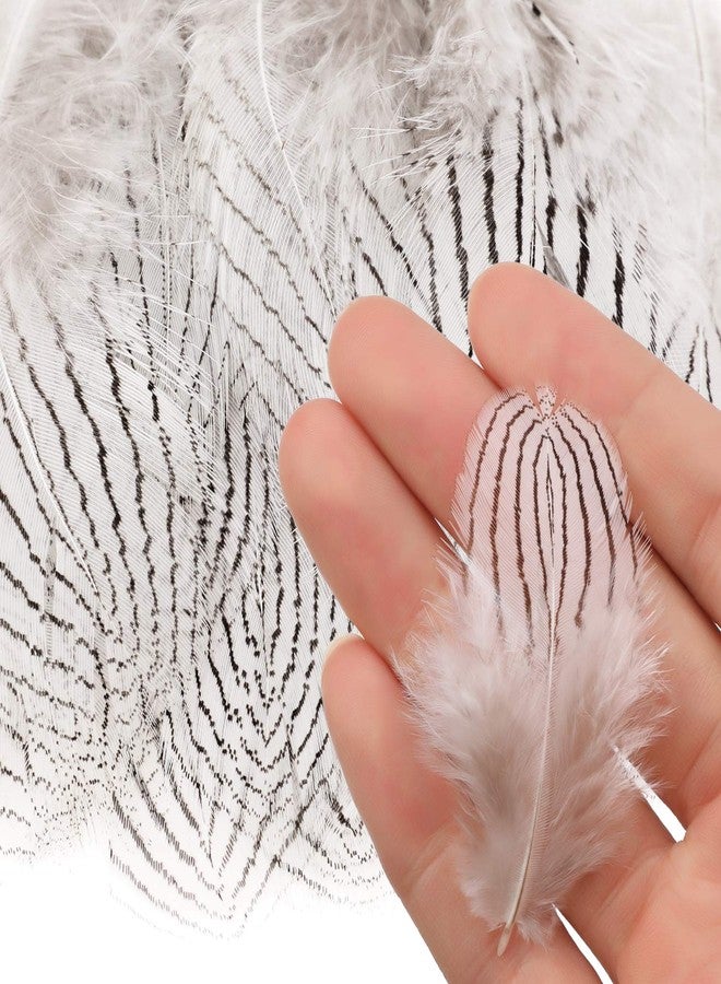 MWOOT 8 Styles Assorted Craft Feathers (160Pcs), Natural Chicken Feathers for DIY Earring Wings Dream Catcher Crafts Activities Project Wedding Party Home Decoration - Image 4