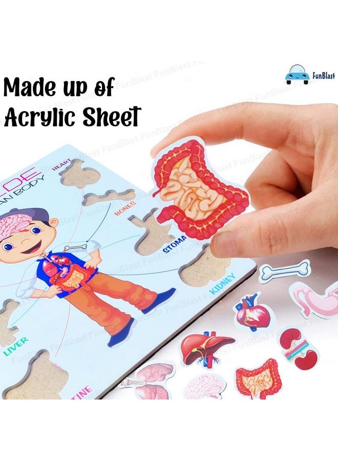 FunBlast Body Parts Puzzle for Kids - Body Parts Toys, Educational Toys for Kids, Body Parts Chart for Kids, Body Parts, Parts of The Body Puzzle (Pack of 1Pcs) (Inside Human Body) - Image 4