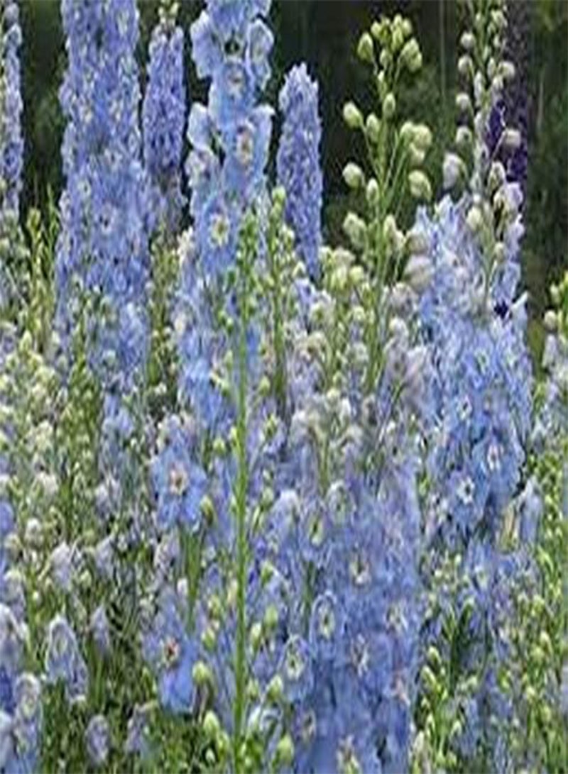 جي جوت دلفينيوم- ثقافة- سماء الصيف- 50 بذرة - Image 2